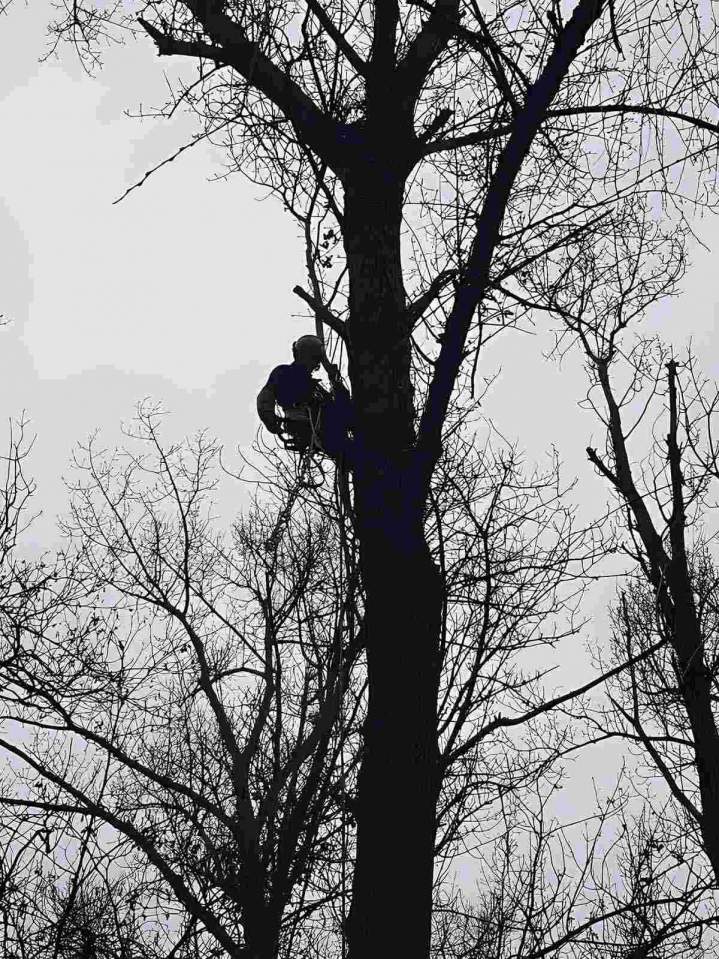 Professional Tree Trimming Lyon