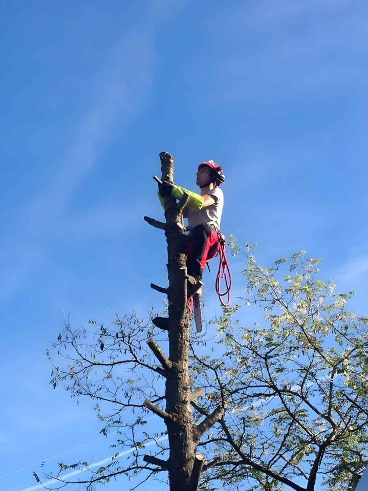 Tree Pruning Lyon