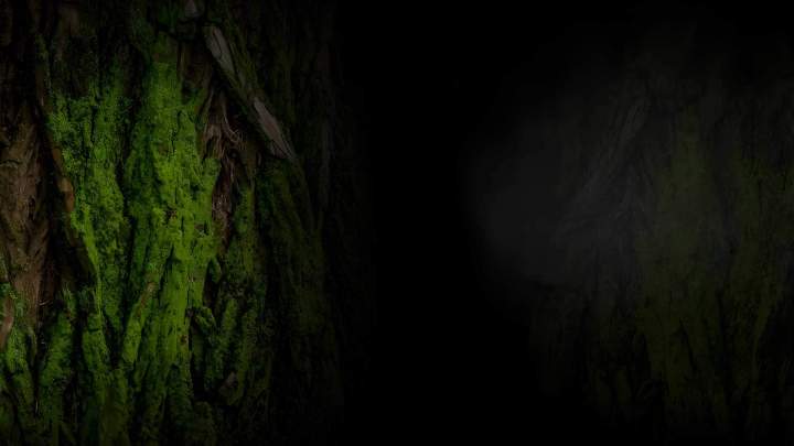 Expert en arboriculture Lyon