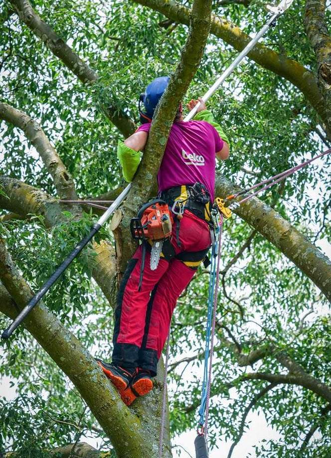 Expert arboriste-élagueur qualifié Lyon