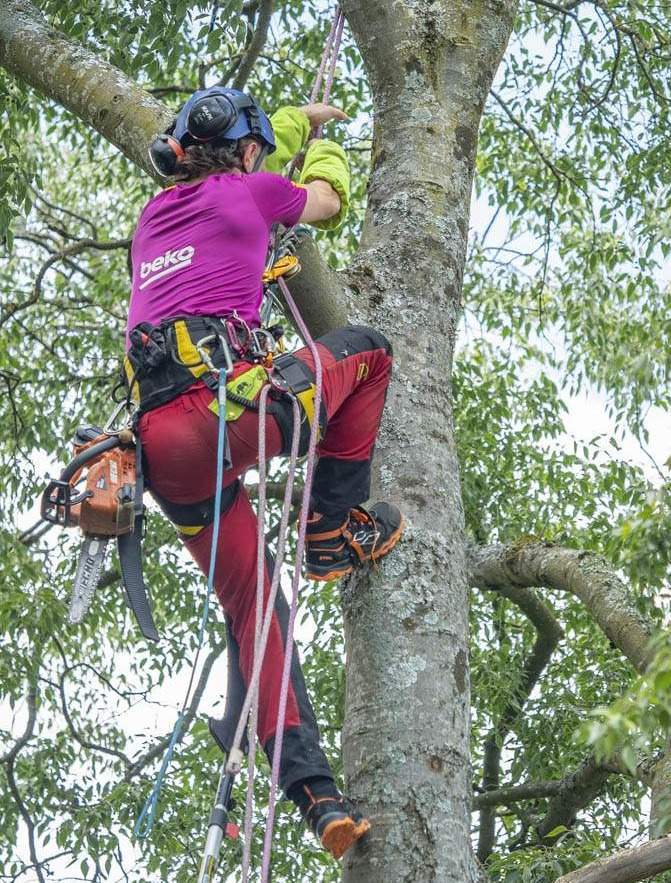 Taille d'arbres professionnelle Lyon