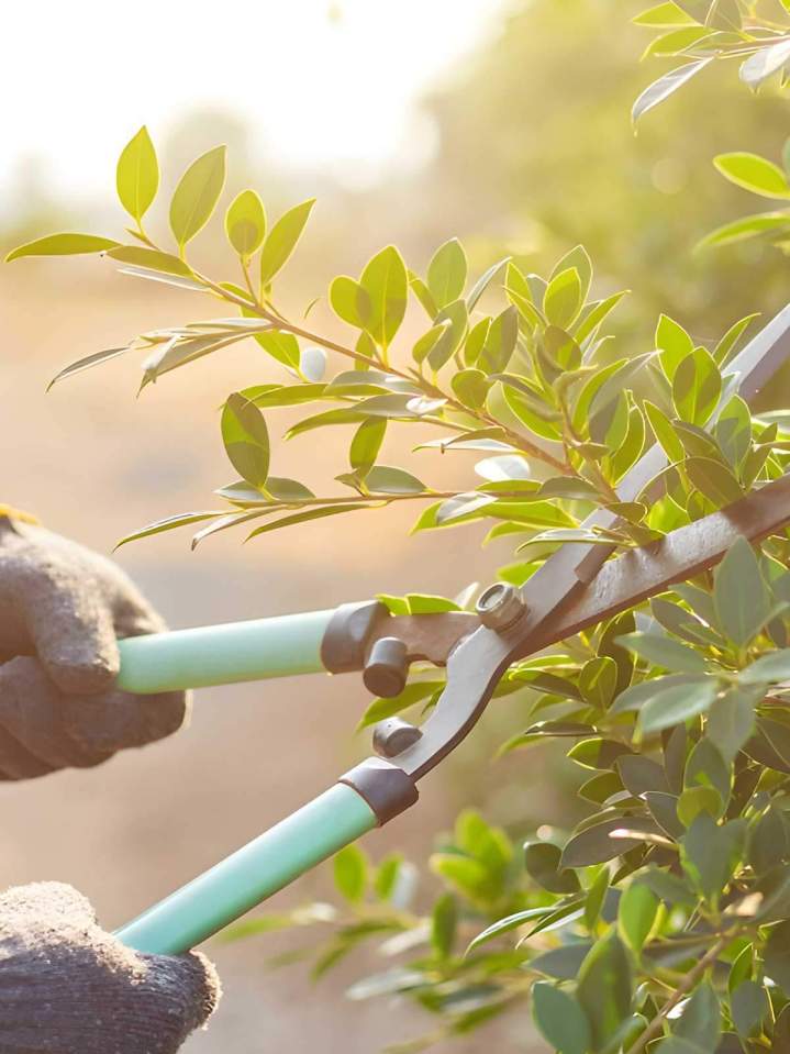 Qualified expert arborist Lyon