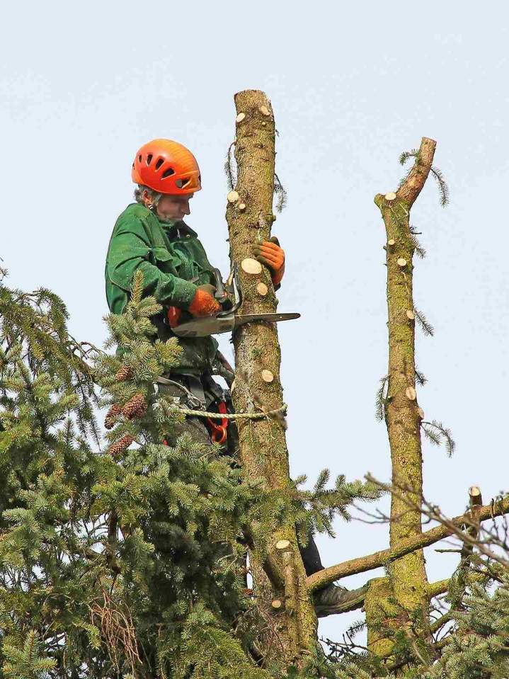 Professional tree pruning Lyon