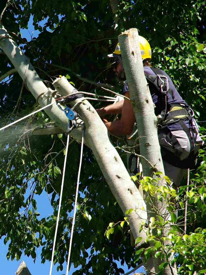 Dangerous Tree Removal Lyon