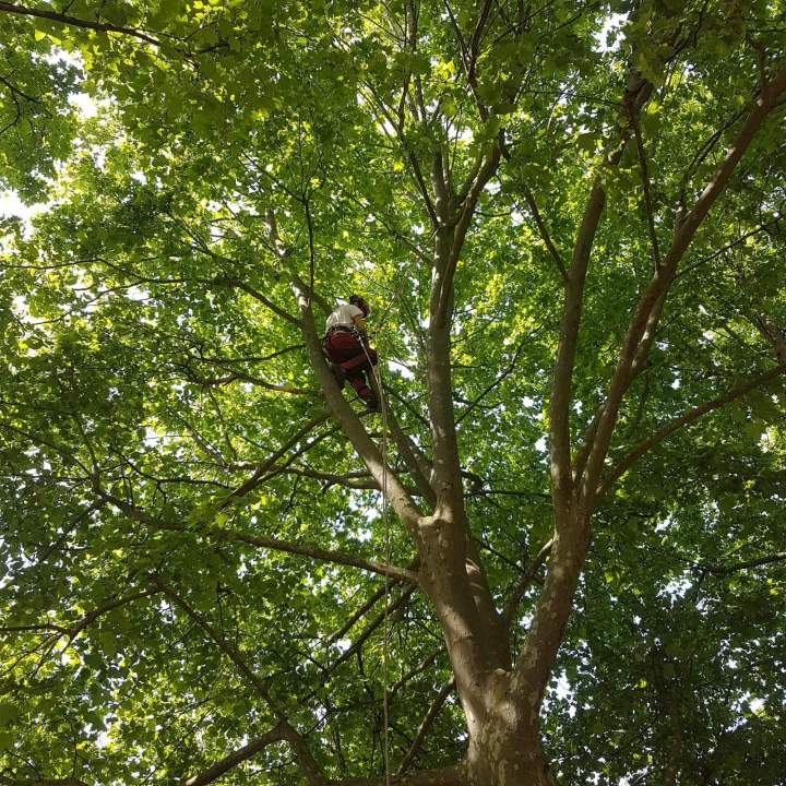 Élagage d'arbres, Tassin-la-Demi-Lune
